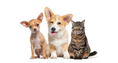 Chihuahua ve Corgi Pembroke beyaz arka planda izole bir tekir kedinin yanında oturuyorlar.