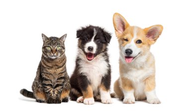 Bir grup kedi ve iki köpek beyaz arka planda mutlu bir şekilde oturuyorlar.