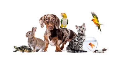 Kameraya bakan ayakta duran bir Dachshund 'un beyaz bir portresi.