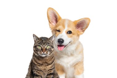 Pembroke Welsh Corgi köpek yavrusu ciddi görünümlü bir tekir kedinin yanında dili açık bir şekilde göz kırpıyor.