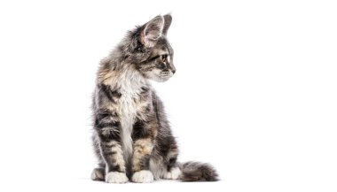 Dört aylık Maine Rakunu yavrusu, beyaz tenli, kenarda oturuyor ve bakıyor.