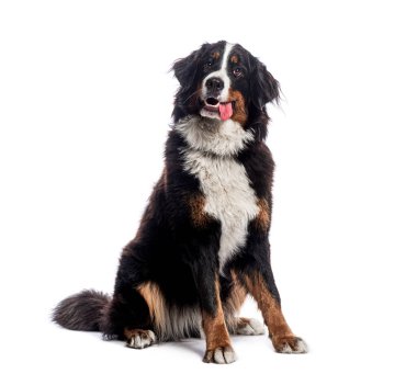 Mutlu Bernese dağ köpeği beyaz bir arka planda oturuyor ve dili dışarıda nefes nefese kameraya bakıyor.