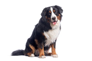 Mutlu Bernese dağ köpeği beyaz bir arka planda oturuyor ve dili dışarıda nefes nefese kameraya bakıyor.