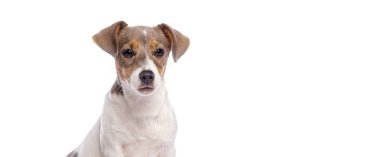 Sevimli köpek Jack Russell Teriyer Köpeği beyaz arka planda eğilmiş başıyla meraklı görünüyor