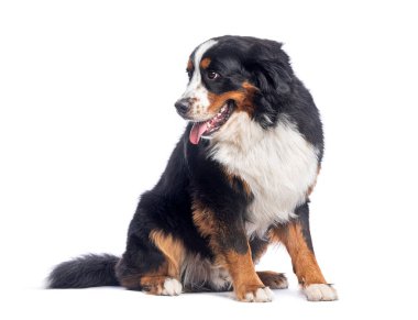 Bernese dağ köpeği beyaz bir arka planda oturuyor ve başka tarafa bakıyor, dili dışarıda nefes nefese.