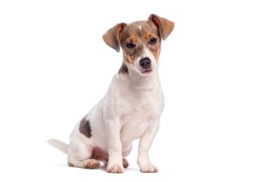 Beş aylık Jack Russell Terrier köpeği oturuyor ve beyaz arka plana bakıyor.