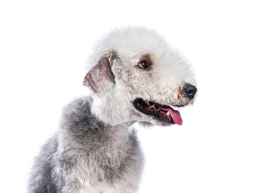 Bedlington Terrier soluk soluğa kalıyor, kameradan uzağa bakıyor, beyaz arka planda izole edilmiş.