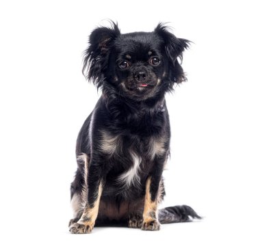 Çekici, uzun saçlı, melez bir köpek oturuyor ve beyaz bir arka fona şakayla dilini uzatıyor.