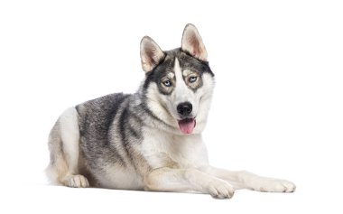 Güzel Sibirya Husky köpeğinin soluk soluğa ve kameraya bakarken çekilmiş bir stüdyo fotoğrafı.