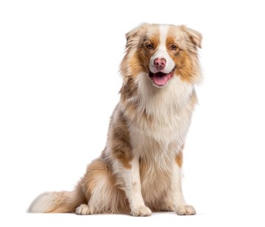 Kırmızı merle australian çobanı beyaz arka planda oturuyor, soluk soluğa ve mutlu görünüyor.