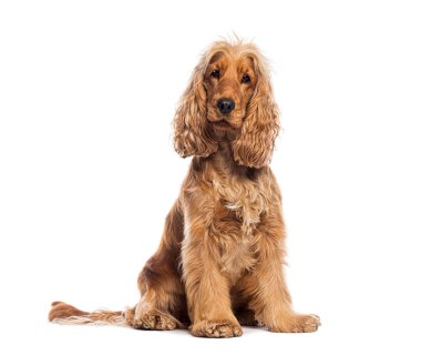 Oturan kızıl İngiliz horozu kameraya bakıyor, beyaz üzerine izole edilmiş.