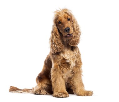 Oturan kızıl İngiliz horozu kameraya bakıyor. Kafası eğik, beyaz üzerinde izole.