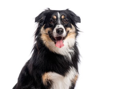 Mutlu Avustralyalı çoban köpekleri soluk soluğa soluğa, beyaz arka planda izole bir şekilde.