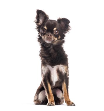 Çikolata ve esmer uzun saçlı chihuahua köpeği beyaz arka planda oturuyor ve poz veriyor.