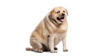 Dört yaşında, şişman Labrador Retriever oturuyor ve nefes nefese, beyaz arka planda izole edilmiş.