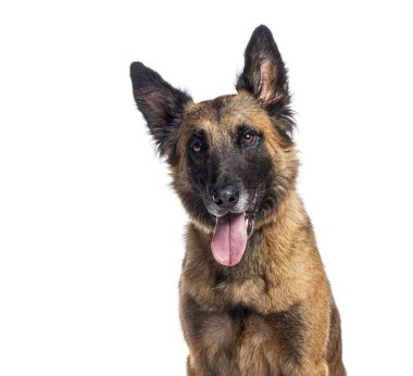 Bir melez Malinois ve Tervuren köpeğinin beyaz bir arka planda dili açık nefes alıp verişi.