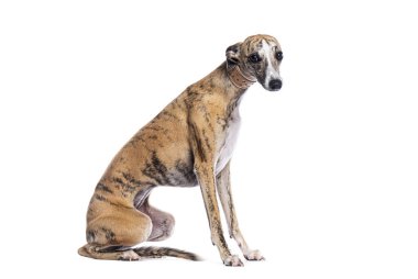 Kamçı köpeği oturuyor ve beyaz arka planda kahverengi deri yaka giyiyor.