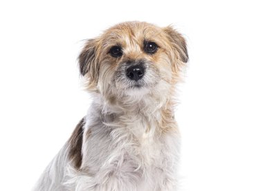 Şirin melez köpek beyaz bir arka planda oturup bir portre için poz veriyor.