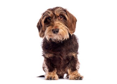 Beyaz arka planda oturan sevimli tel saçlı daksund 'un stüdyo fotoğrafı.