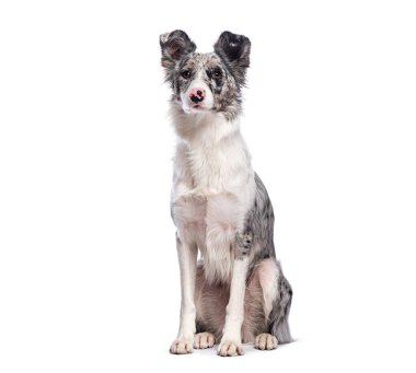 Beyaz bir arka planda oturan ve poz veren mavi renkli bir çoban köpeğinin stüdyo fotoğrafı.