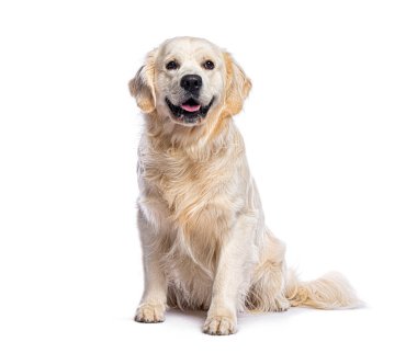 Golden Retriever oturuyor ve soluk soluğa, beyaz arka planda izole.