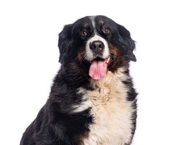 Mutlu Berlin dağ köpekleri soluk soluğa kameraya bakıyor, beyaz bir arka planda izole edilmiş.