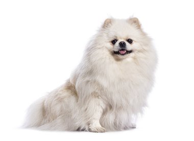 Beyaz bir arka planda oturan ve nefes nefese soluyan sevimli beyaz Pomeranya köpeği.