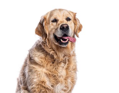 Mutlu golden retriever köpekleri soluk soluğa ve beyaz bir arka planda tatmin olmuş görünüyorlar.