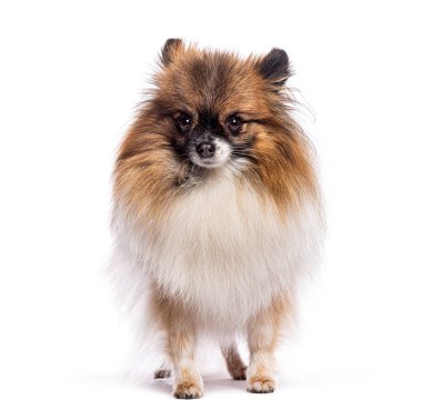 Alman spitz klein beyaz arka planda duruyor ve ileriye bakıyor