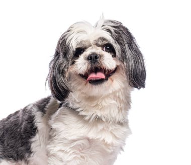Mutlu shih tzu köpekleri soluk soluğa ve gülümsüyor beyaz arka planda