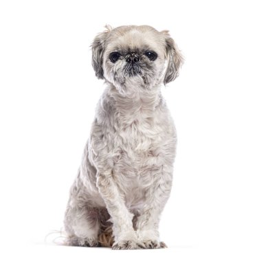 Shih tzu köpeği beyaz arka planda oturuyor ve kameraya bakıyor.
