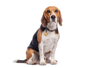 Stüdyo resmi, beyaz bir tasma takmış, oturan ve ileriye bakan sevimli bir av köpeğinin fotoğrafı.