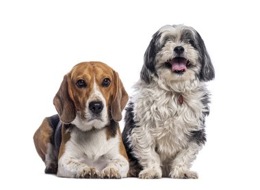 Beagle lying down and a panting shih tzu sitting side by side, isolated on white background clipart