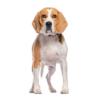 Beagle beyaz bir arka planda duruyor ve ileriye bakıyor.