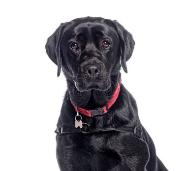 Kırmızı yakalı, beyaz arka planda izole edilmiş siyah labrador Retriever köpeğinin stüdyo portresi.