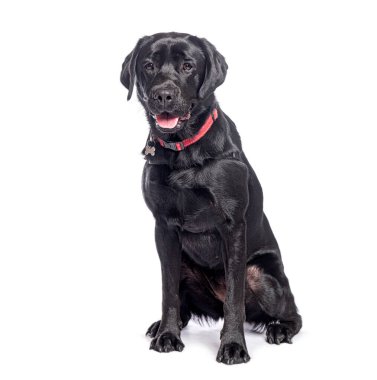 Beyaz arka planda oturan sevimli siyah Labrador Retriever köpeğinin stüdyo fotoğrafı.