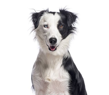 Border collie köpeği oturuyor ve heterokromisini gösteriyor, farklı renkli gözler, beyaz üzerinde izole edilmiş.