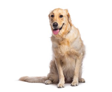 Golden retriever köpeği oturuyor ve soluk soluğa, beyaz arka planda izole edilmiş.