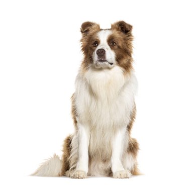 Çikolata tüccarı çoban köpeği beyaz arka planda izole bir şekilde oturur ve bakar.