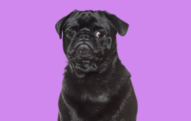 Siyah pug mor arka planda poz veriyor, safkan köpek sevimli görünüyor.