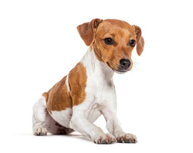 Sevimli Jack Russell Terrier köpeği yere yatmış ve uzaklara bakıyor. Tertemiz beyaz bir arka planda izole edilmiş.