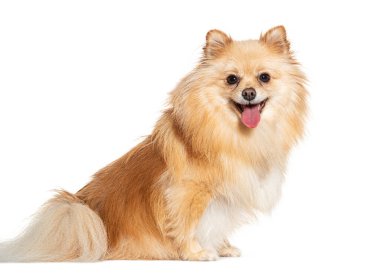 Beyaz arka planda oturan sevimli Pomeranian köpeğinin stüdyo fotoğrafı.