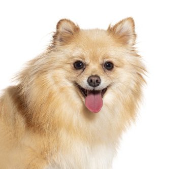 Stüdyo çekimlerinde pomeranian köpekleri dillerini çıkarıp beyaz arka planda nefes nefese kalıyorlar.