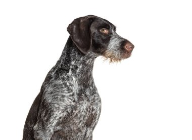 German shorthaired pointer dog leering at the camera, isolated clipart