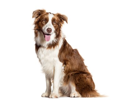 Border collie soluk soluğa ve beyaz arka planda oturuyor, mutlu görünüyor