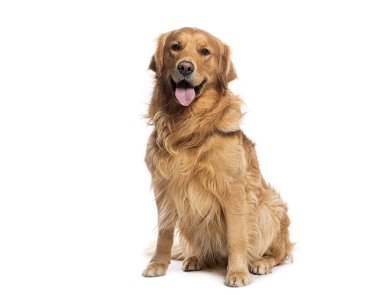 Golden Retriever beyaz arka planda soluk soluğa oturuyor, dost canlısı ve rahat görünüyor.