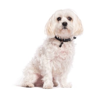 Beyaz sevimli köpek oturuyor ve siyah yakalı kemik şekilli bir kolye takıyor, beyaz arka planda izole edilmiş.