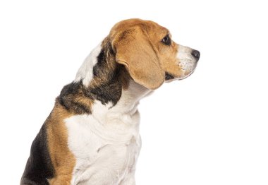 Beyaz arka planda izole bir şekilde kameradan uzağa bakan bir Beagle köpeğinin baş görüntüsü.