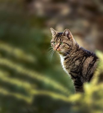 Avrupa 'nın kısa boylu kedisi bahçe bitkilerinin arasında oturuyor, uyanık görünüyor