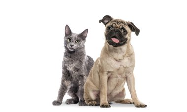 Gri kedi ve mutlu köpek yavrusu ağzı açık mor arka planda oturuyor.